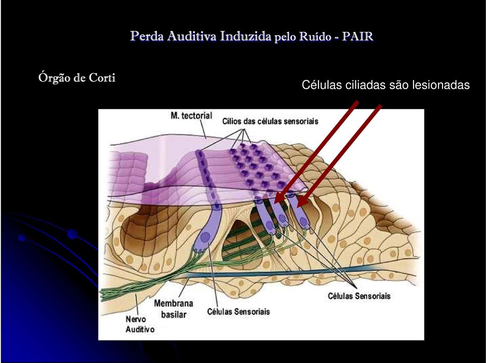 Células