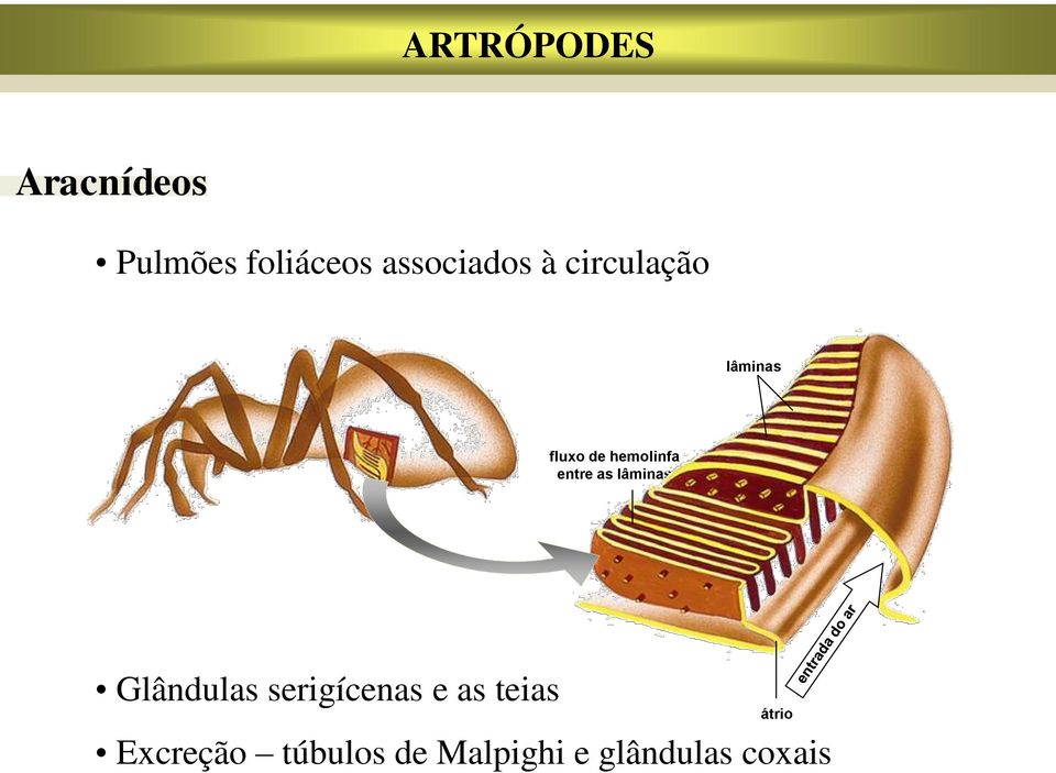 hemolinfa entre as lâminas Glândulas serigícenas