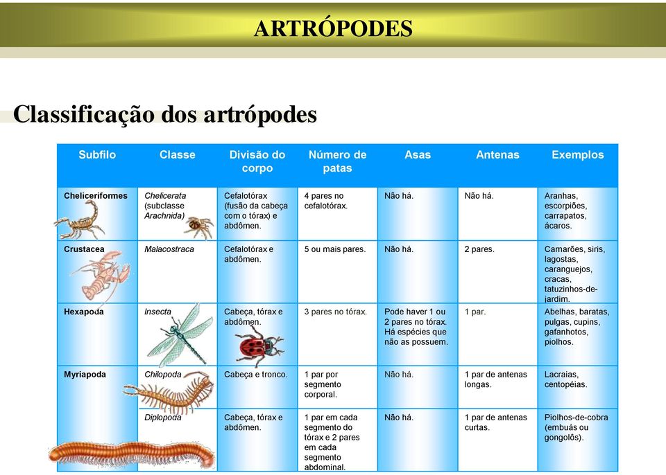 Camarões, siris, lagostas, caranguejos, cracas, tatuzinhos-dejardim. Hexapoda Insecta Cabeça, tórax e abdômen. 3 pares no tórax. Pode haver 1 ou 2 pares no tórax. Há espécies que não as possuem.