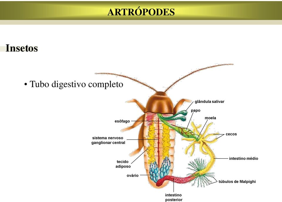 nervoso ganglionar central cecos tecido adiposo