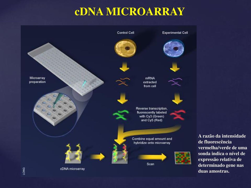 sonda indica o nível de expressão