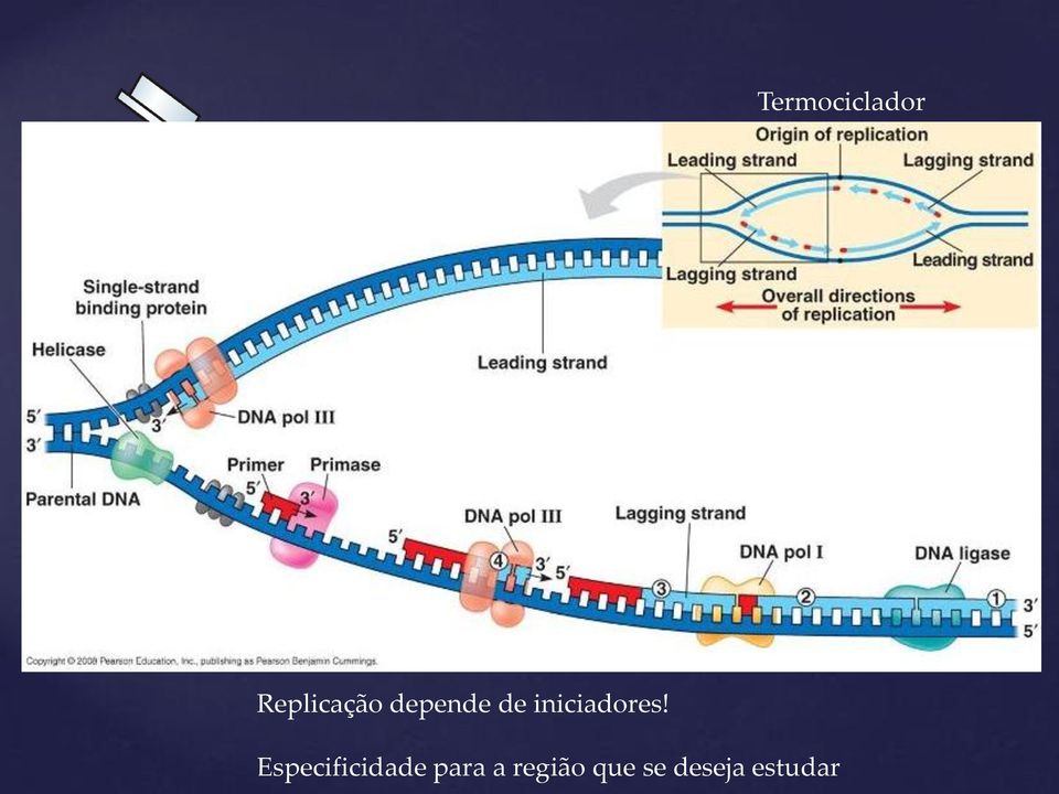 (iniciadores)?