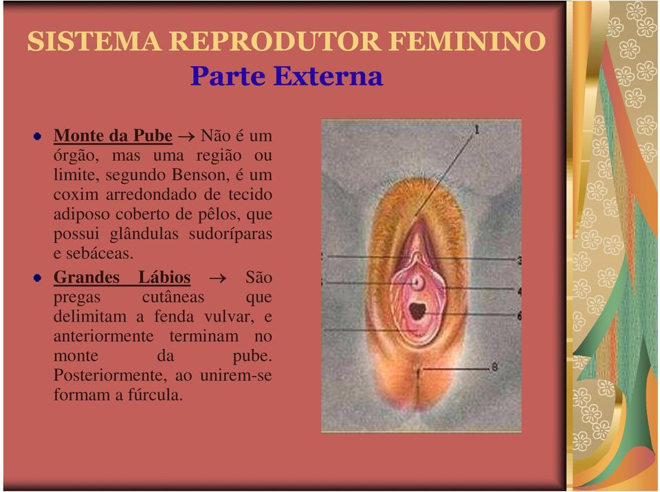 possui glândulas sudoríparas e sebáceas.