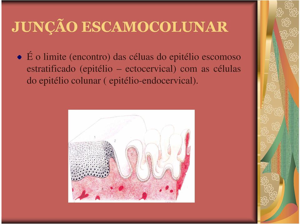 estratificado (epitélio ectocervical) com