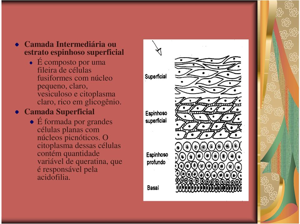 glicogênio. Camada Superficial É formada por grandes células planas com núcleos picnóticos.