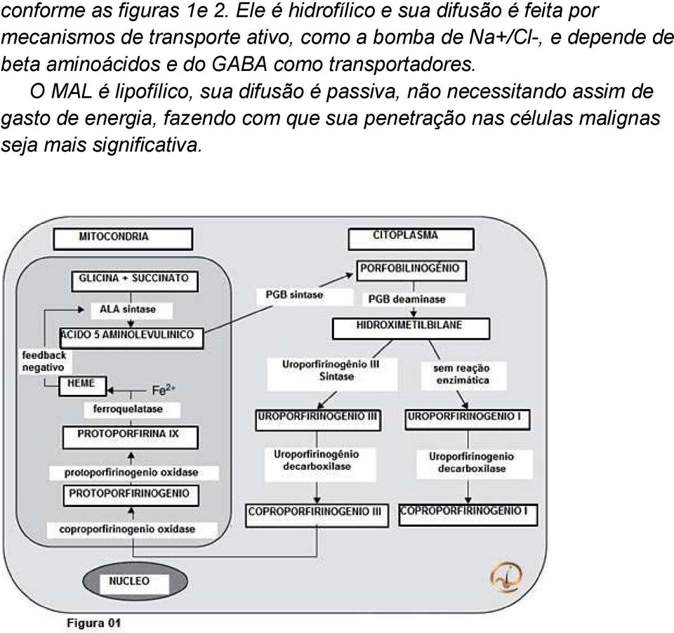 bomba de Na+/Cl-, e depende de beta aminoácidos e do GABA como transportadores.