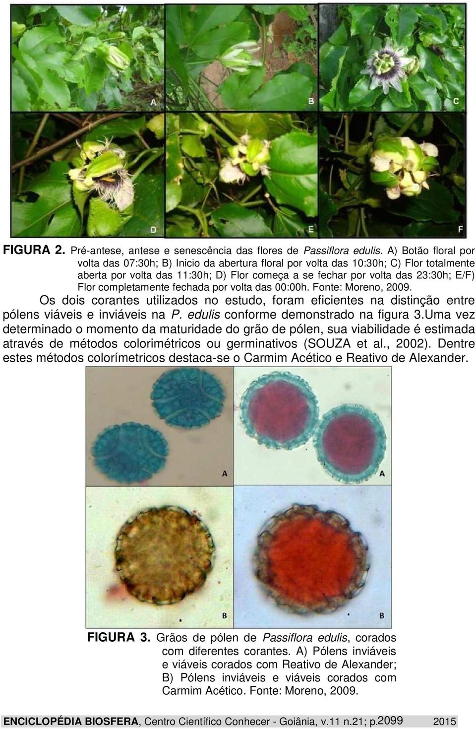 completamente fechada por volta das 00:00h. Fonte: Moreno, 2009. Os dois corantes utilizados no estudo, foram eficientes na distinção entre pólens viáveis e inviáveis na P.