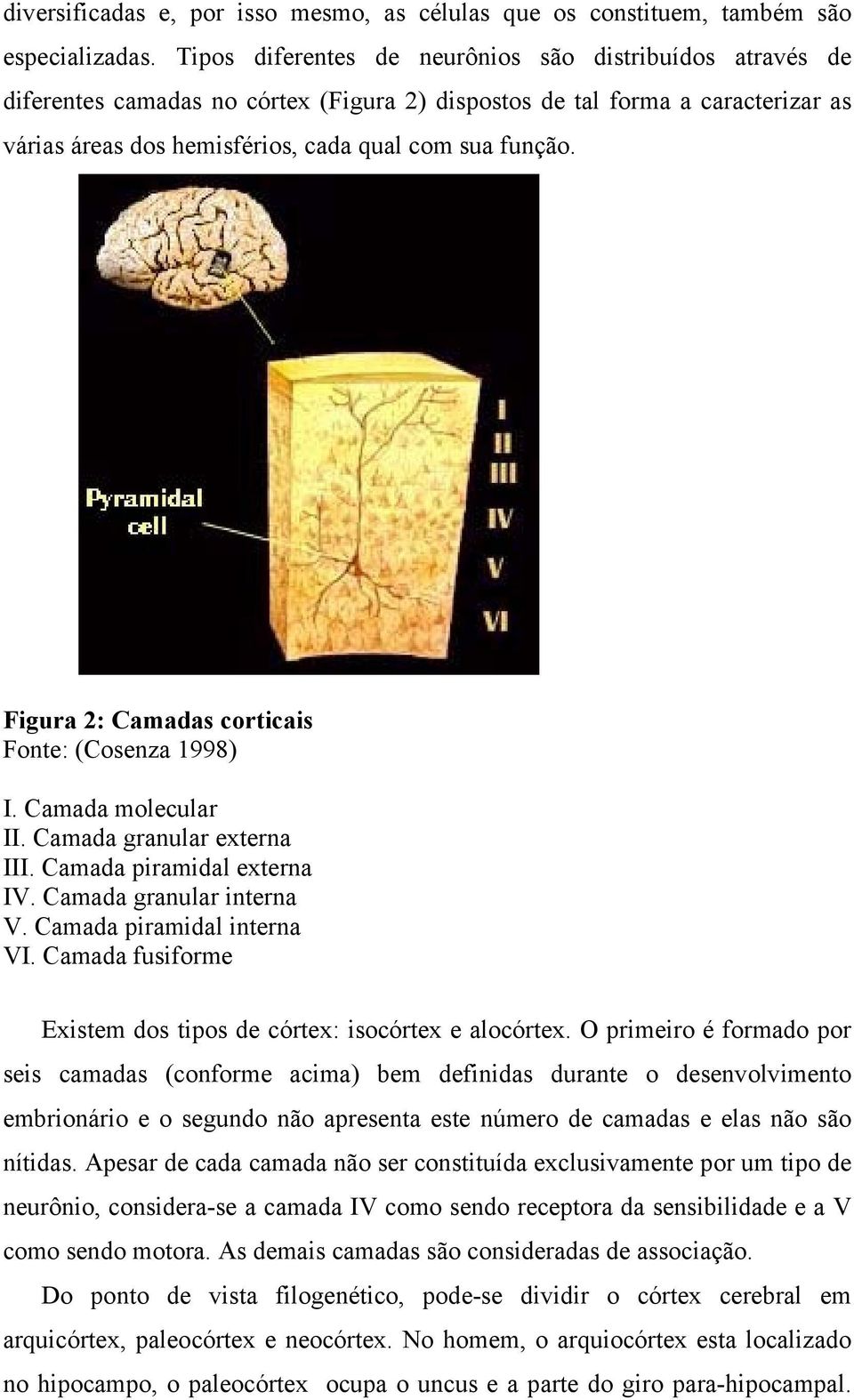 Figura 2: Camadas corticais Fonte: (Cosenza 1998) I. Camada molecular II. Camada granular externa III. Camada piramidal externa IV. Camada granular interna V. Camada piramidal interna VI.