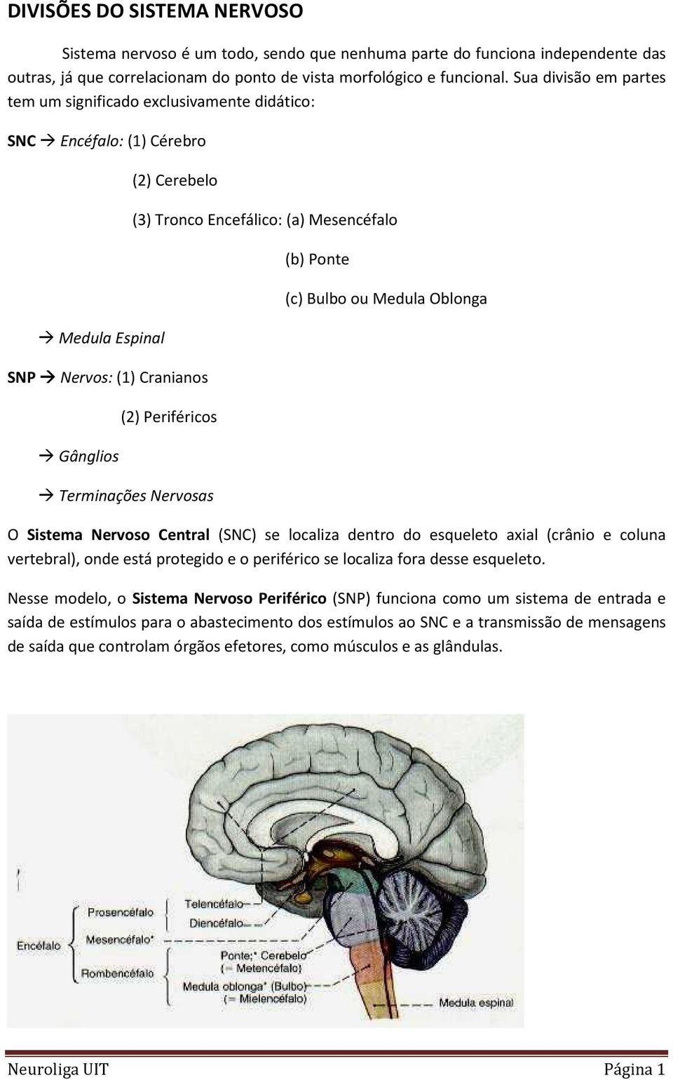 Periféricos Terminações Nervosas (b) Ponte (c) Bulbo ou Medula Oblonga O Sistema Nervoso Central (SNC) se localiza dentro do esqueleto axial (crânio e coluna vertebral), onde está protegido e o