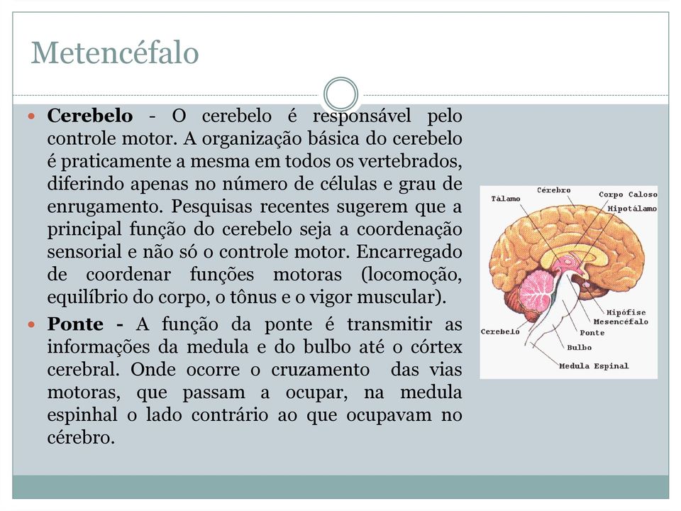 Pesquisas recentes sugerem que a principal função do cerebelo seja a coordenação sensorial e não só o controle motor.