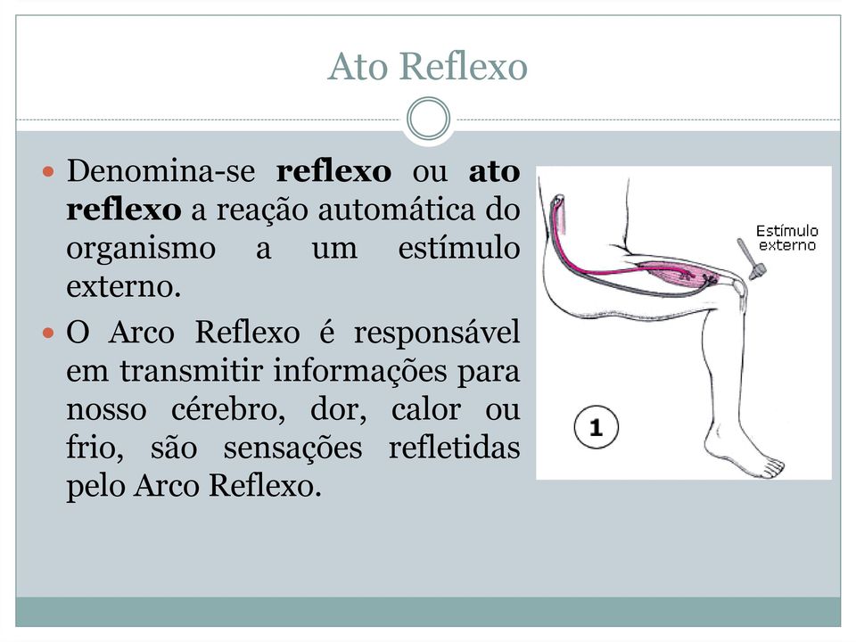 O Arco Reflexo é responsável em transmitir informações para