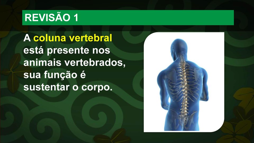 nos animais vertebrados,