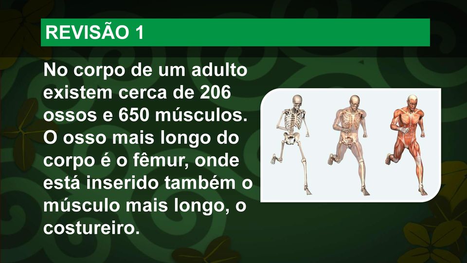 O osso mais longo do corpo é o fêmur, onde