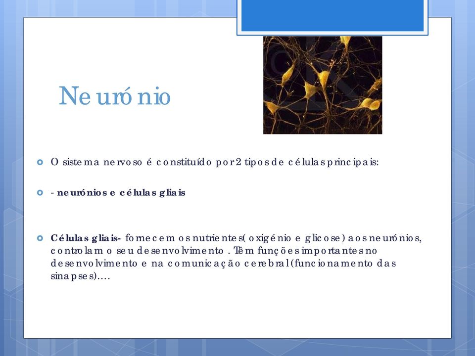 glicose) aos neurónios, controlam o seu desenvolvimento.