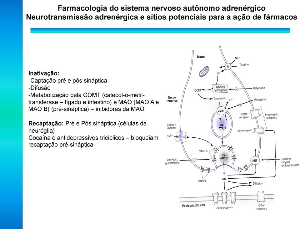 (catecol-o-metiltransferase fígado e intestino) e MAO (MAO A e MAO B) (pré-sináptica) inibidores da MAO