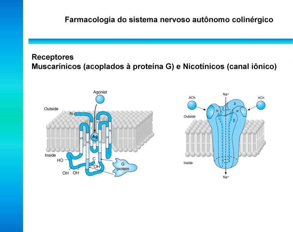 Muscarínicos (acoplados à