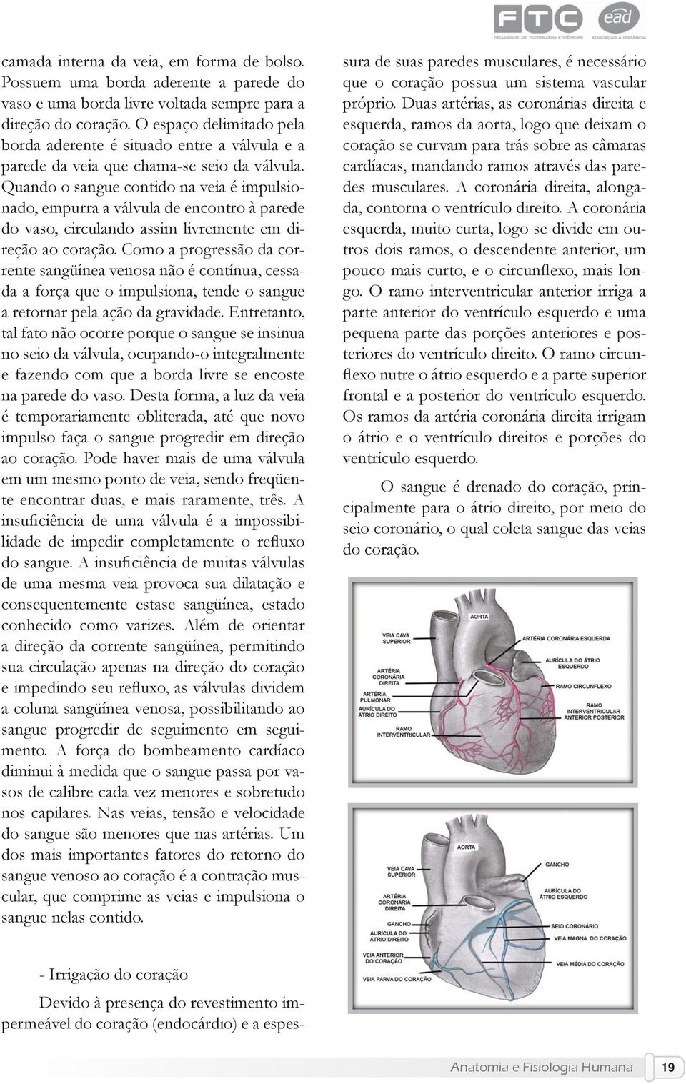 Quando o sangue contido na veia é impulsionado, empurra a válvula de encontro à parede do vaso, circulando assim livremente em direção ao coração.