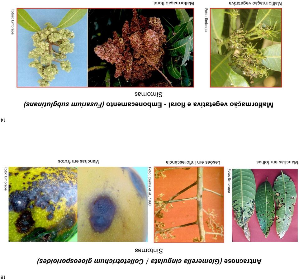 vegetativa e floral - Embonecamento (Fusarium subglutinans) Sintomas
