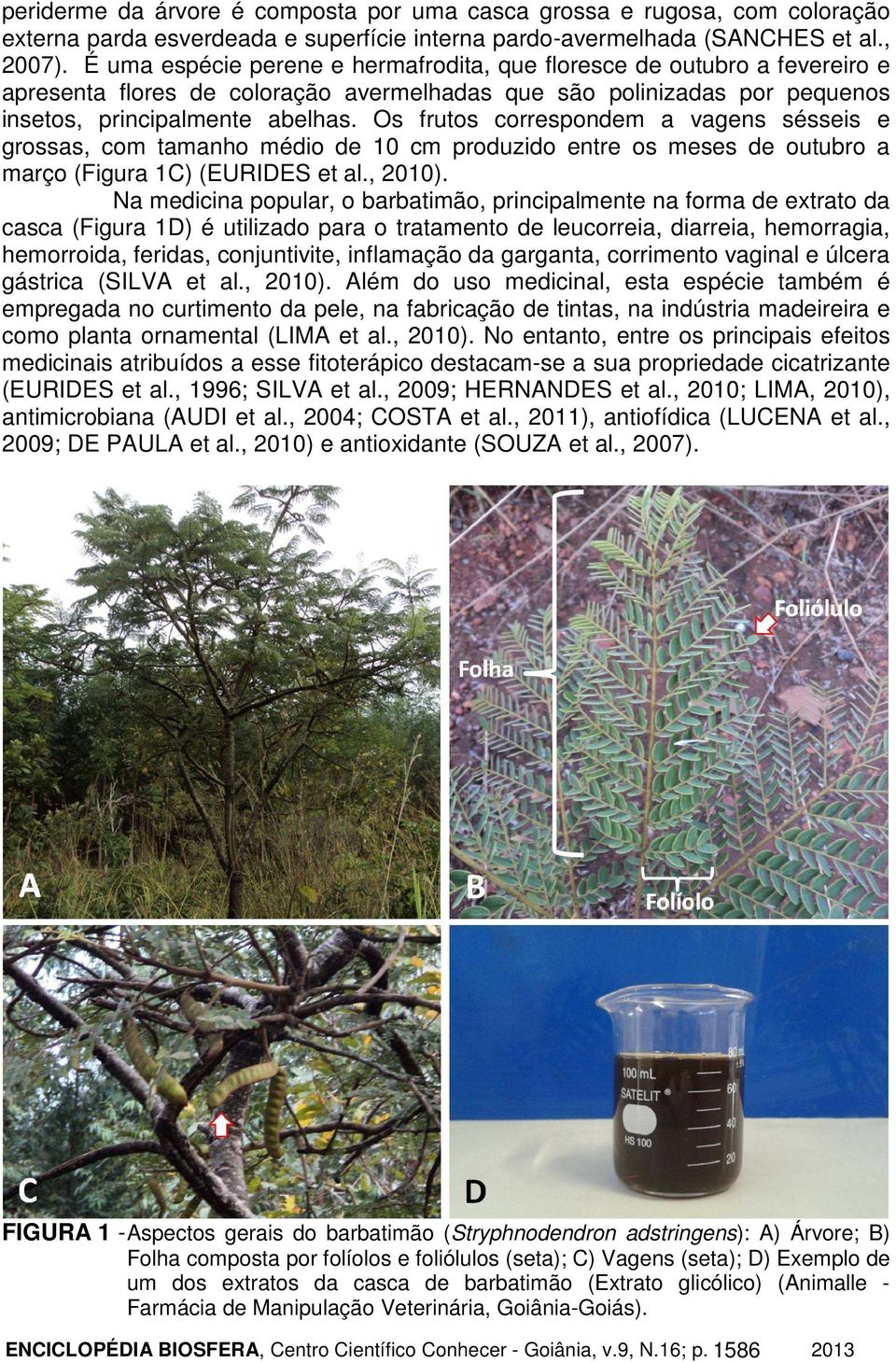 Os frutos correspondem a vagens sésseis e grossas, com tamanho médio de 10 cm produzido entre os meses de outubro a março (Figura 1C) (EURIDES et al., 2010).