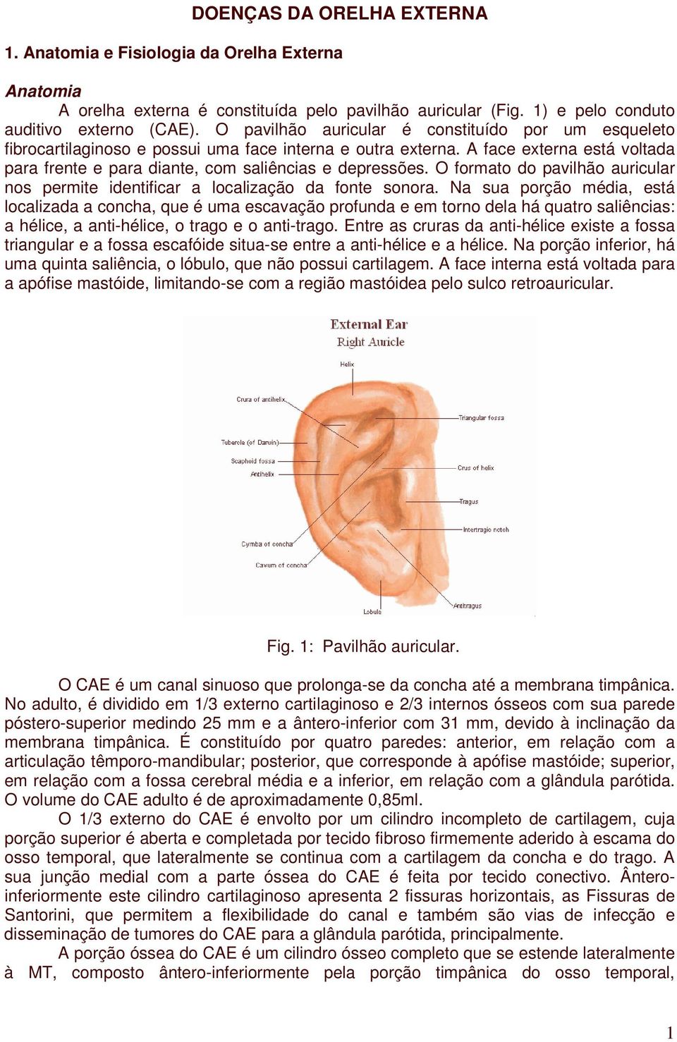 O formato do pavilhão auricular nos permite identificar a localização da fonte sonora.