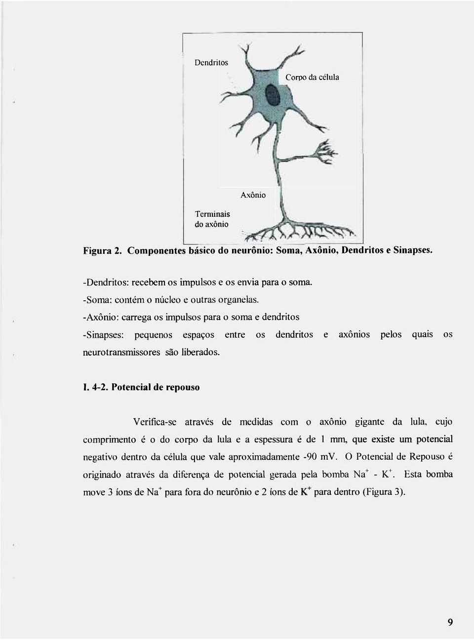 -Axônio: carrega os impulsos para o soma e dendritos -Sinapses: pequenos espaços entre os dendritos e axônios pelos quais os neurotransmissores são liberados. I. 4-2.