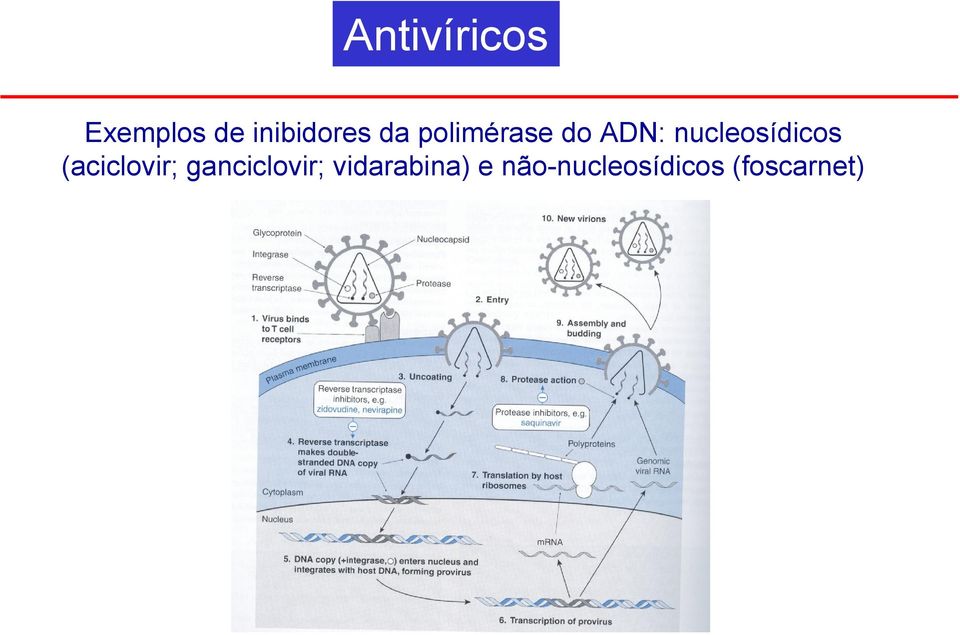 nucleosídicos (aciclovir;