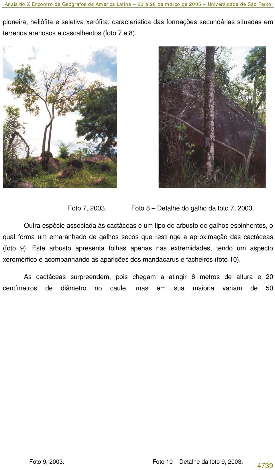 Outra espécie associada às cactáceas é um tipo de arbusto de galhos espinhentos, o qual forma um emaranhado de galhos secos que restringe a aproximação das cactáceas (foto 9).