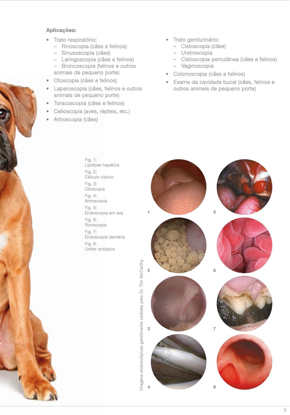 Exame da cavidade bucal (cães, felinos e outros animais de pequeno porte) Toracoscopia (cães e felinos) Celioscopia (aves, répteis, etc.) Artroscopia (cães) Fig. 1: Lipidose hepática Fig.