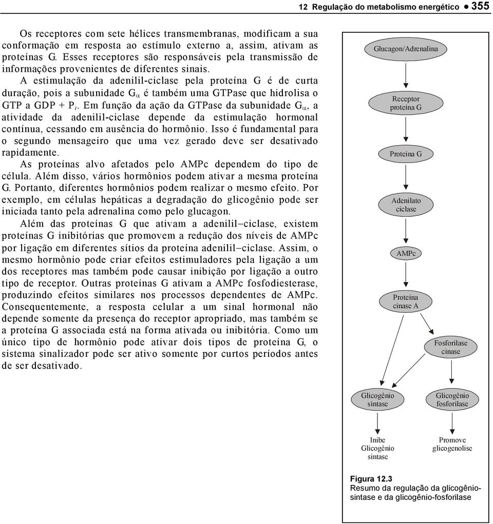 A estimulação da adenilil-ciclase pela proteína G é de curta duração, pois a subunidade G α é também uma GTPase que hidrolisa o GTP a GDP + P i.