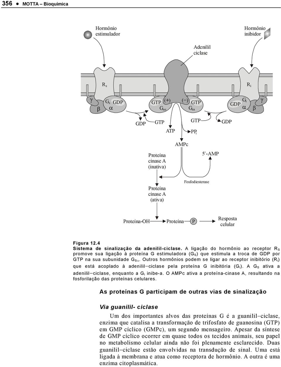 A ligação do hormônio ao receptor R S promove sua ligação à proteína G estimuladora (G S ) que estimula a troca de GDP por GTP na sua subunidade G Sα.