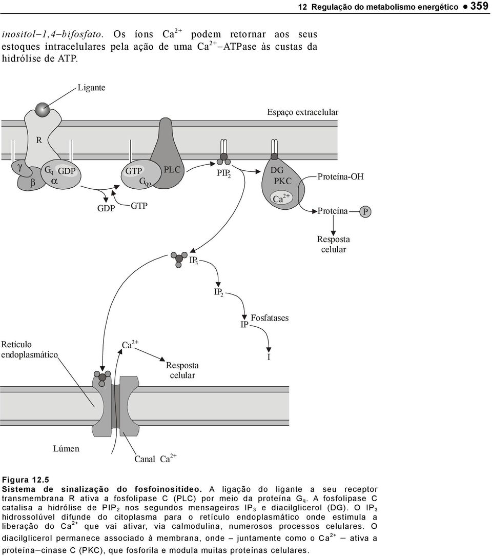 endoplasmático Ca 2+ Resposta celular I Lúmen Canal Ca 2+ Figura 12.5 Sistema de sinalização do fosfoinositídeo.