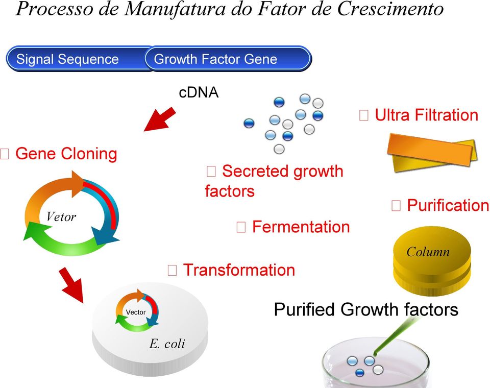 Cloning ④ Secreted growth factors Vetor ⑥ Purification ③