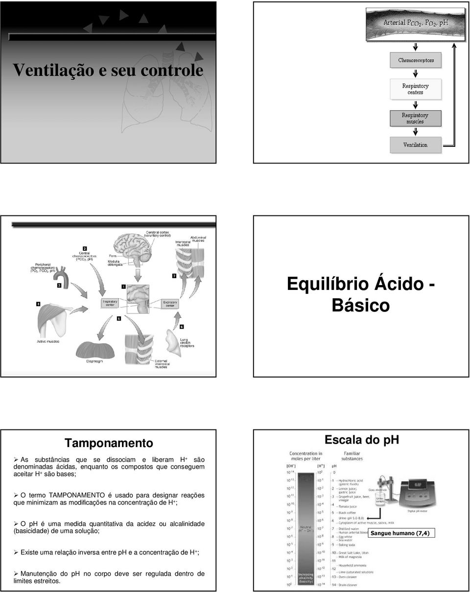 modificações na concentração de H + ; O ph é uma medida quantitativa da acidez ou alcalinidade (basicidade) de uma solução; Sangue humano