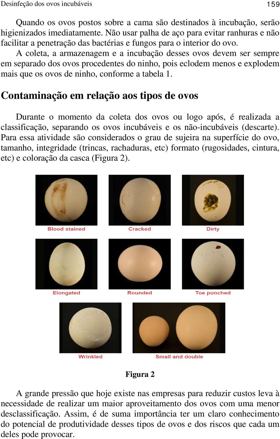 A coleta, a armazenagem e a incubação desses ovos devem ser sempre em separado dos ovos procedentes do ninho, pois eclodem menos e explodem mais que os ovos de ninho, conforme a tabela 1.