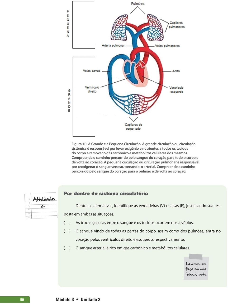 Compreende o caminho percorrido pelo sangue do coração para todo o corpo e de volta ao coração.