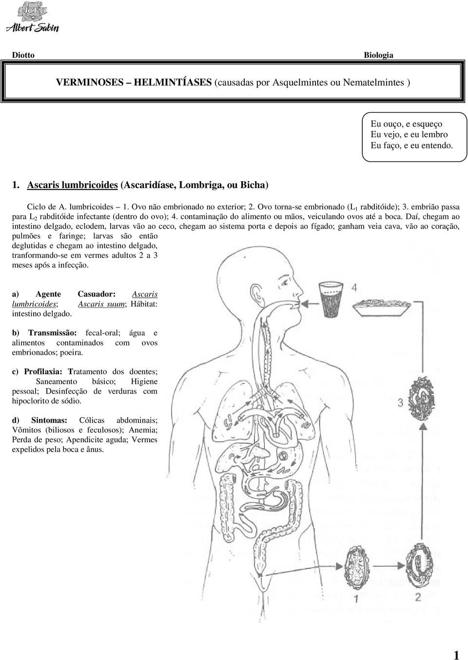 embrião passa para L 2 rabditóide infectante (dentro do ovo); 4. contaminação do alimento ou mãos, veiculando ovos até a boca.