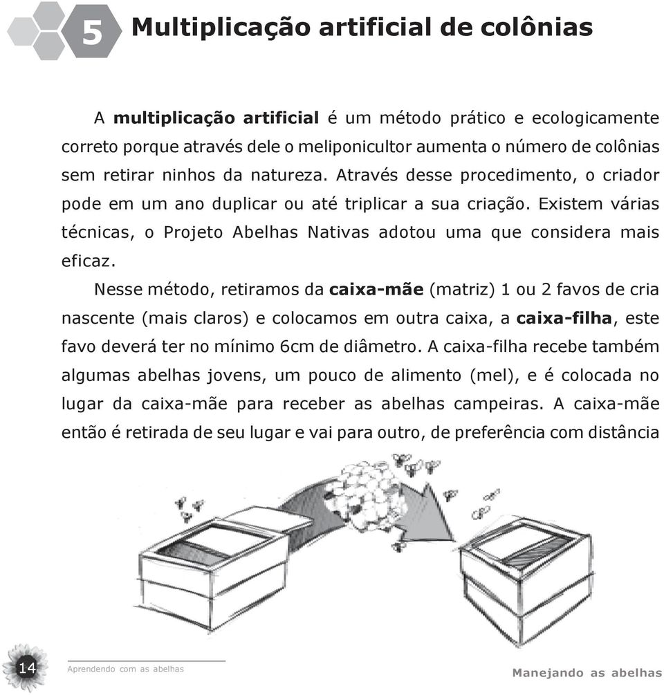 Nesse método, retiramos da caixa-mãe (matriz) 1 ou 2 favos de cria nascente (mais claros) e colocamos em outra caixa, a caixa-filha, este favo deverá ter no mínimo 6cm de diâmetro.