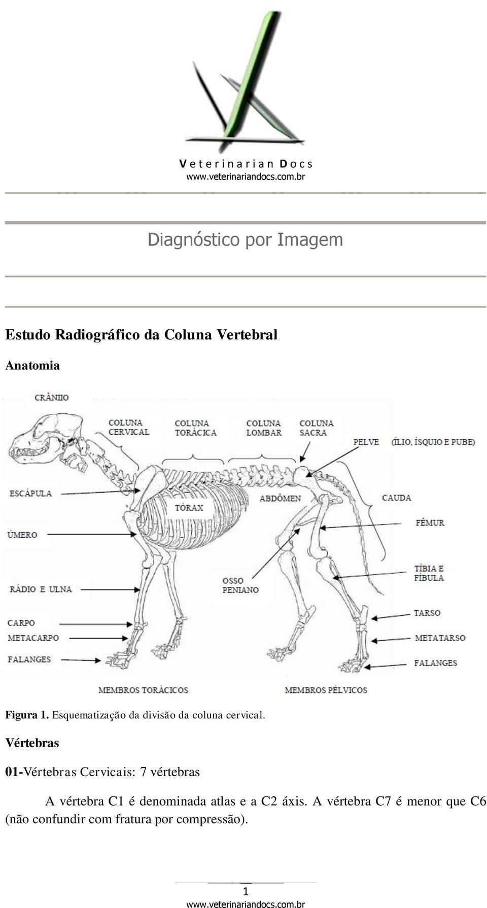 Vértebras 01-Vértebras Cervicais: 7 vértebras A vértebra C1 é denominada atlas e