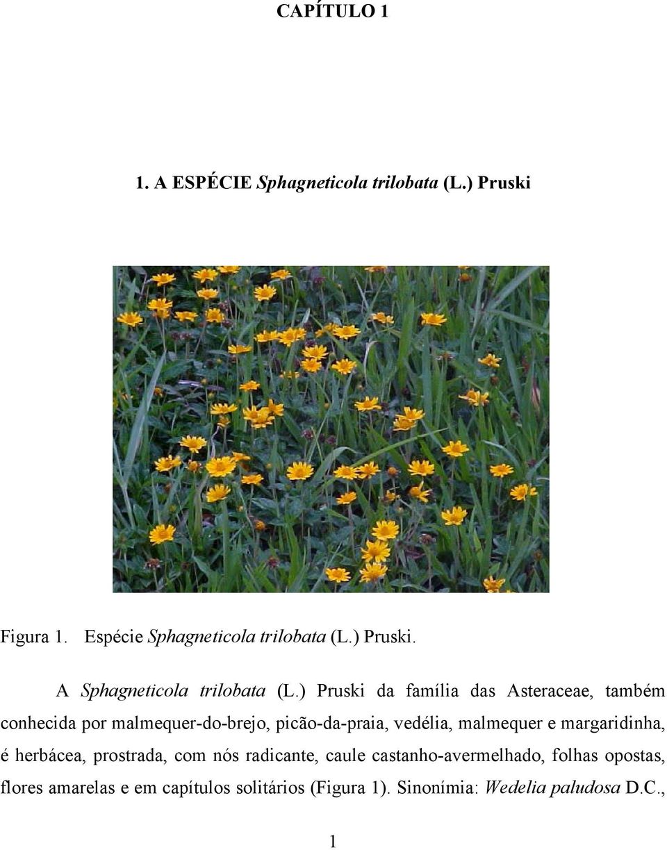 ) Pruski da família das Asteraceae, também conhecida por malmequer-do-brejo, picão-da-praia, vedélia, malmequer