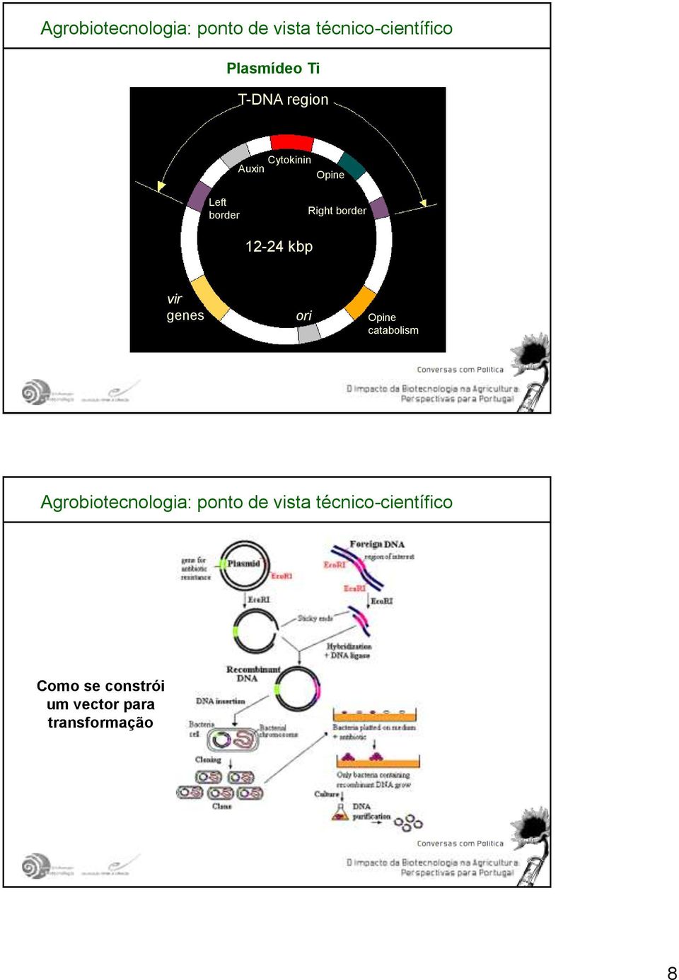 12-24 kbp vir genes ori Opine catabolism