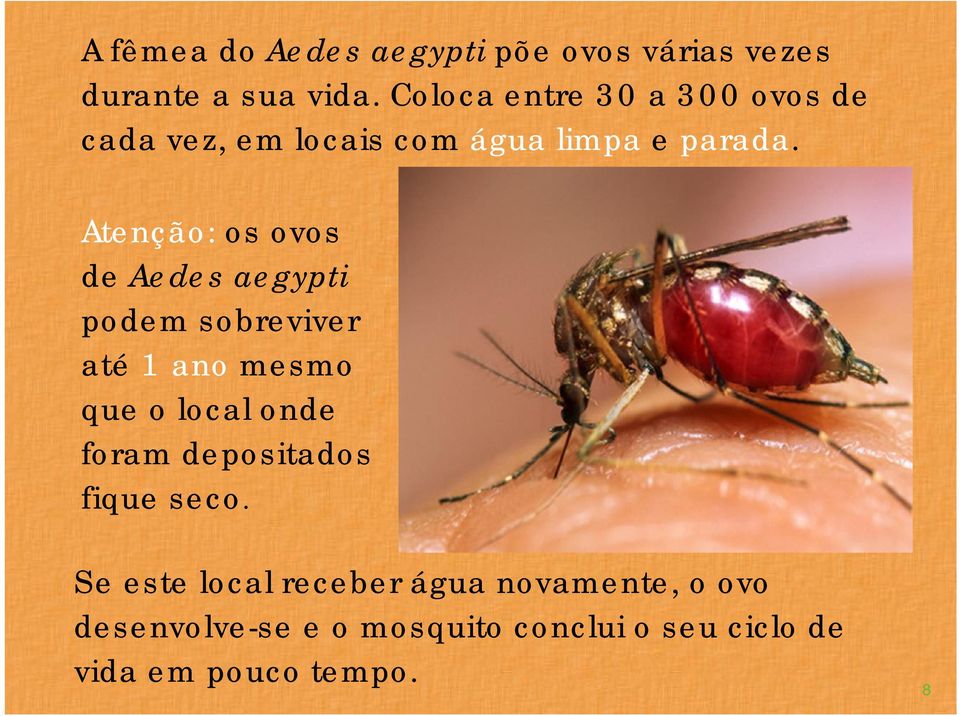 Atenção: os ovos de Aedes aegypti podem sobreviver até 1 ano mesmo que o local onde foram