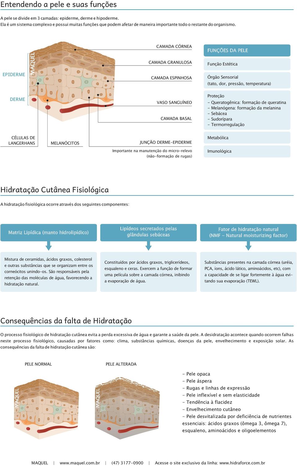 CAMADA CÓRNEA FUNÇÕES DA PELE EPIDERME CAMADA GRANULOSA CAMADA ESPINHOSA Função Estética Órgão Sensorial (tato, dor, pressão, temperatura) DERME VASO SANGUÍNEO CAMADA BASAL Proteção - Queratogênica: