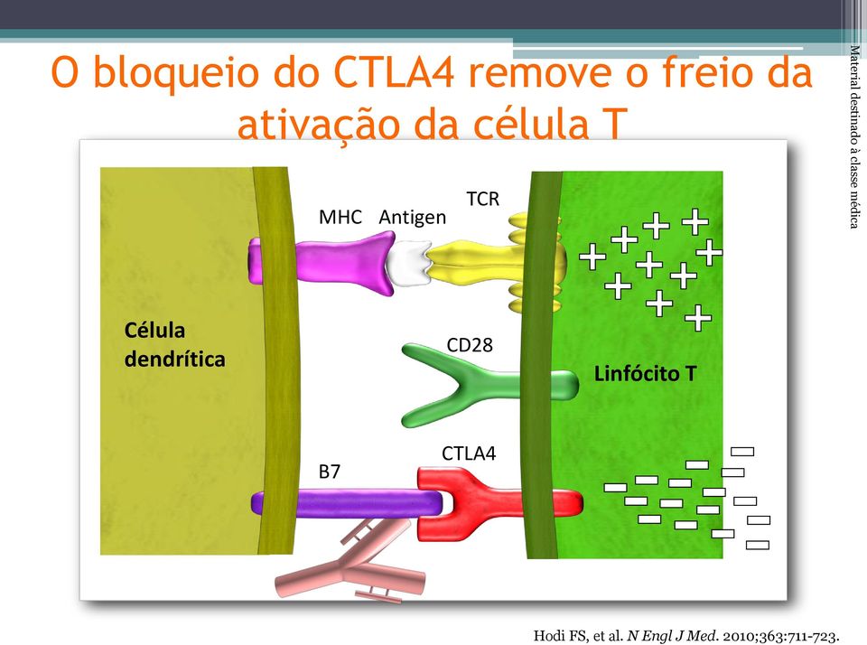 classe médica Célula dendrítica CD28 Linfócito T