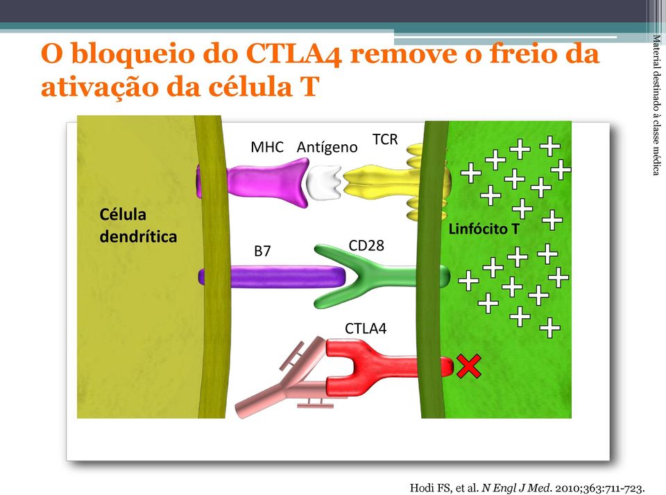 classe médica Célula dendrítica B7 CD28 Linfócito