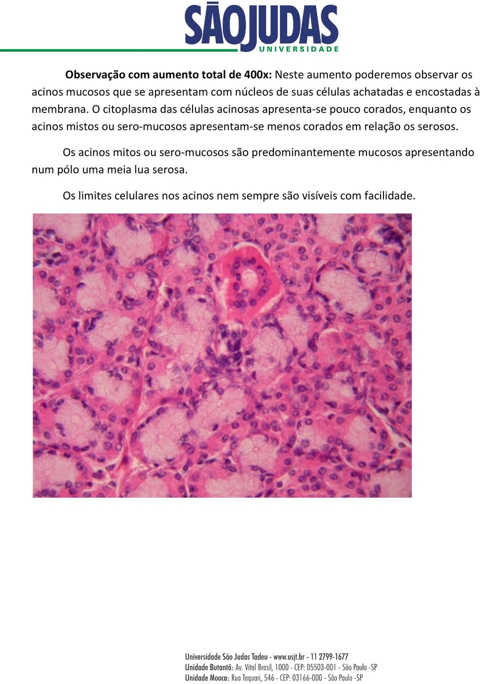 O citoplasma das células acinosas apresenta-se pouco corados, enquanto os acinos mistos ou sero-mucosos apresentam-se menos