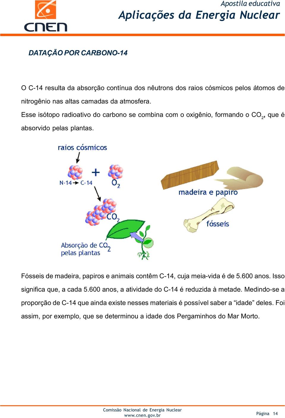 Fósseis de madeira, papiros e animais contêm C-14, cuja meia-vida é de 5.600 anos. Isso significa que, a cada 5.
