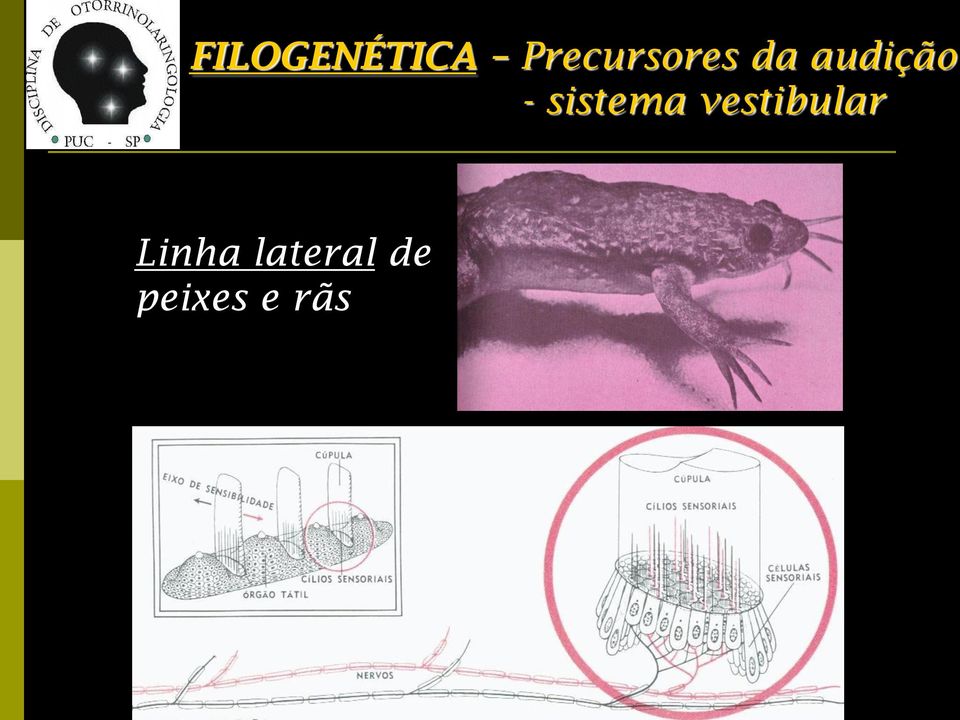 audição - sistema