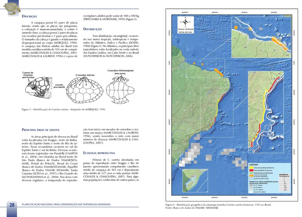 A carapaça das fêmeas adultas do Brasil tem medida curvilínea média de 103 cm de comprimento (MARCOVALDI & CHALOUPKA, 2007; Marcovaldi & Laurent, 1996) e o peso de exemplares adultos pode variar de