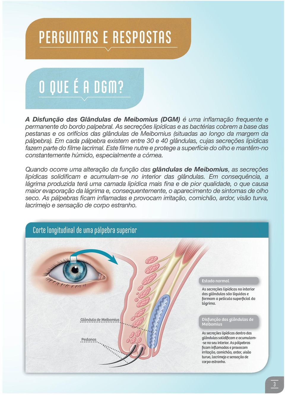 Em cada pálpebra existem entre 30 e 40 glândulas, cujas secreções lipídicas fazem parte do filme lacrimal.