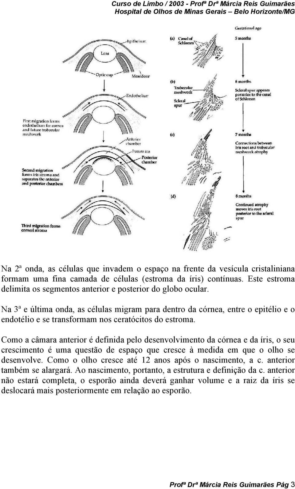 Na 3ª e última onda, as células migram para dentro da córnea, entre o epitélio e o endotélio e se transformam nos ceratócitos do estroma.